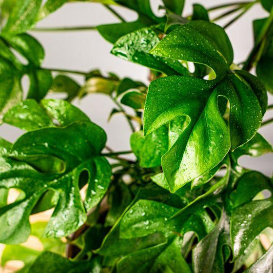 Mini Monstera Ginny, Rhaphidophora tetrasperma, Neon to Dark Green Split-Leaf Foliage