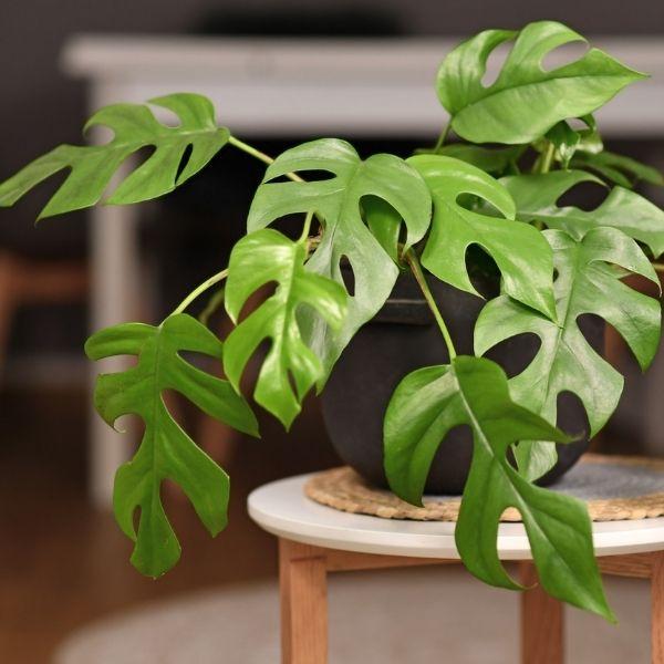 buy philodendron tetrasperma Rhaphidophora tetrasperma