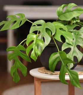 Rhaphidophora tetrasperma