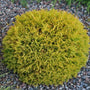 Thuja occidentalis Rheingold yellow evergreen foliage