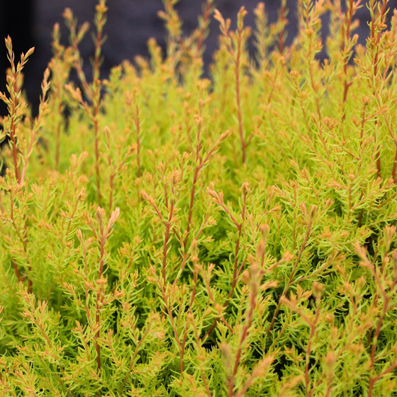 close up of rheingold arborvitae shrub foliage