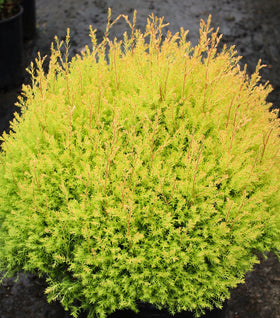 Rheingold Arborvitae