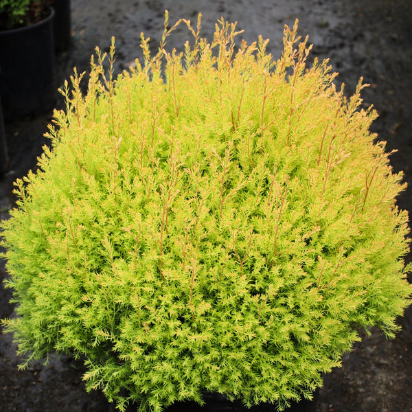 Buy Rheingold Arborvitae | Golden Evergreen Shrub