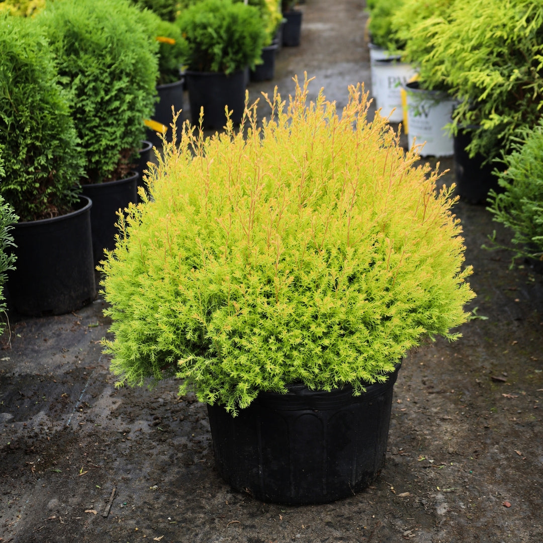Rheingold Arborvitae Size – Thuja occidentalis ‘Rheingold’ (Rheingold ...