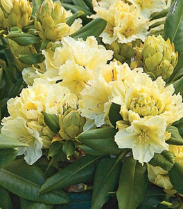 Capistrano Rhododendron