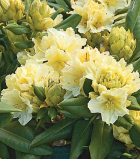 Capistrano Rhododendron
