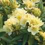Rhododendron Capistrano shrub