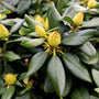 close up flower buds on rhododendron