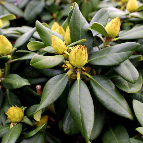 close up flower buds on rhododendron