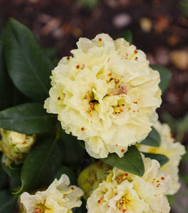 Rhododendron Capistrano