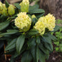 Close up of Rhododendron Capistrano shrub in bloom