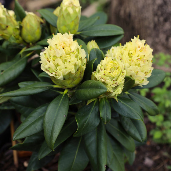 Close up of Rhododendron Capistrano shrub in bloom