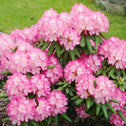 Rhododendron Fantastica Shrub with bright pink blooms