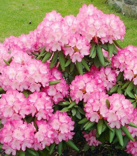 Rhododendron Fantastica