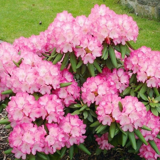 Rhododendron Fantastica Shrub with bright pink blooms