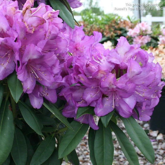 pinkish purple spring flower clusters on rhododendron lees dark purple shrubs