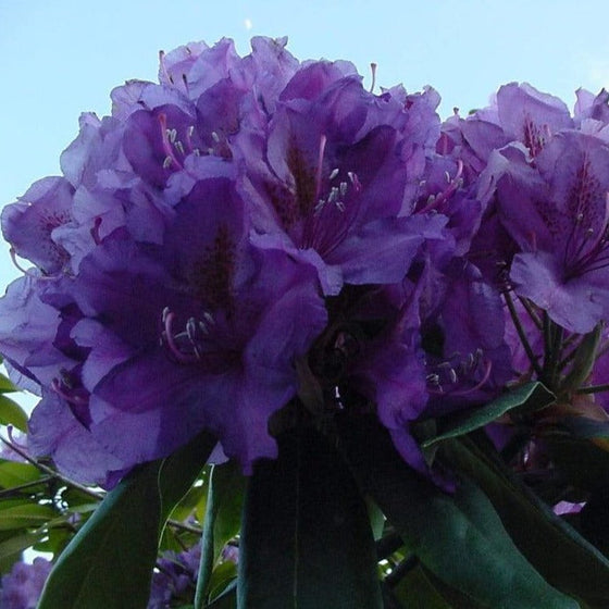 Rhododendron Lees Dark Purple Shrubs spring flowering shrubs
