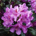 bright purple flower cluster of rhododendron lees dark purple