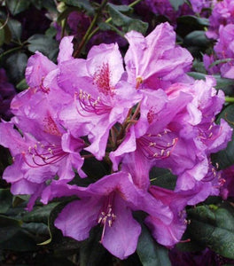 Rhododendron Lee's Dark Purple