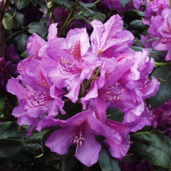 Lee's Dark Purple Rhododendron for Sale | Garden Goods Direct