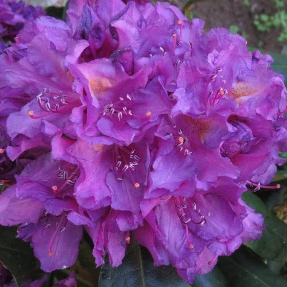 tight azalea flower clusters of Rhododendron Lees Dark Purple Shrubs