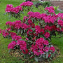 Flowering Rhododendron Nova Zembla