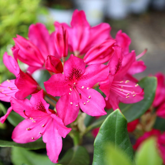 Close up of Rhododendron Nova Zembla