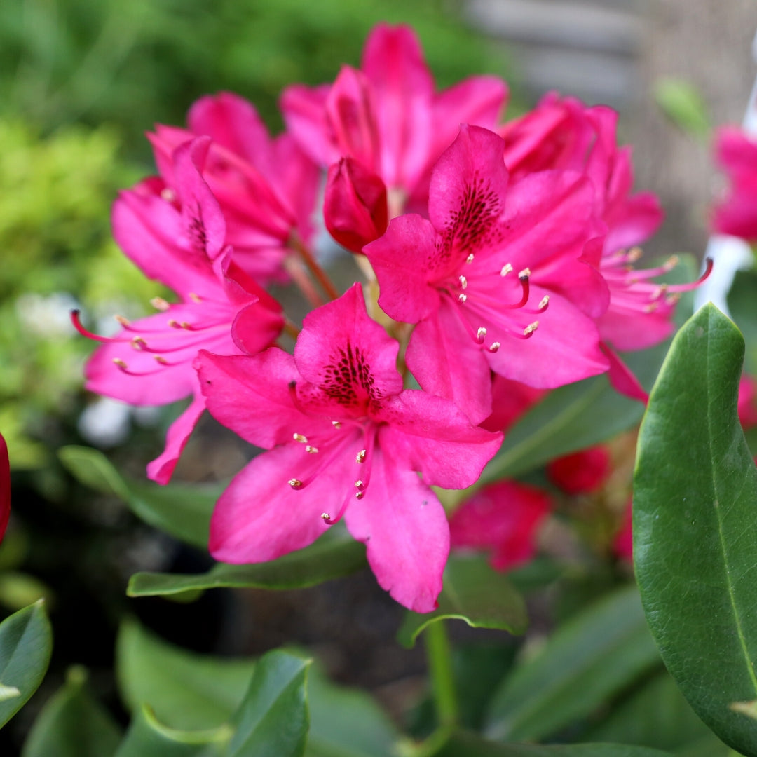 Rhododendron Nova Zembla for Sale | Garden Goods Direct