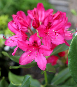 Rhododendron Nova Zembla