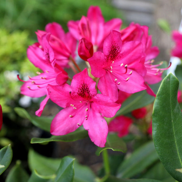 Nova Zembla Rhododendron 3 Gallon