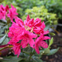 hot pink blooming rhododendron