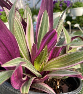 Rhoeo Tricolor 'Moses In The Cradle' Oyster Plant
