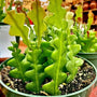 wavy foliage of the ric rac cactus