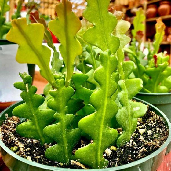 wavy foliage of the ric rac cactus