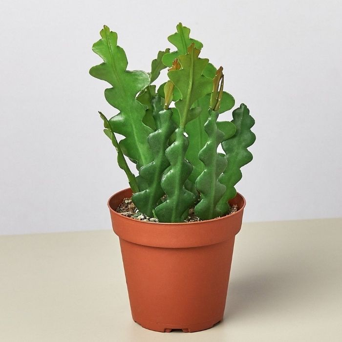 Fishbone Cactus Plant