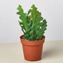 Zig Zag Cactus Plants produce very interesting foliage