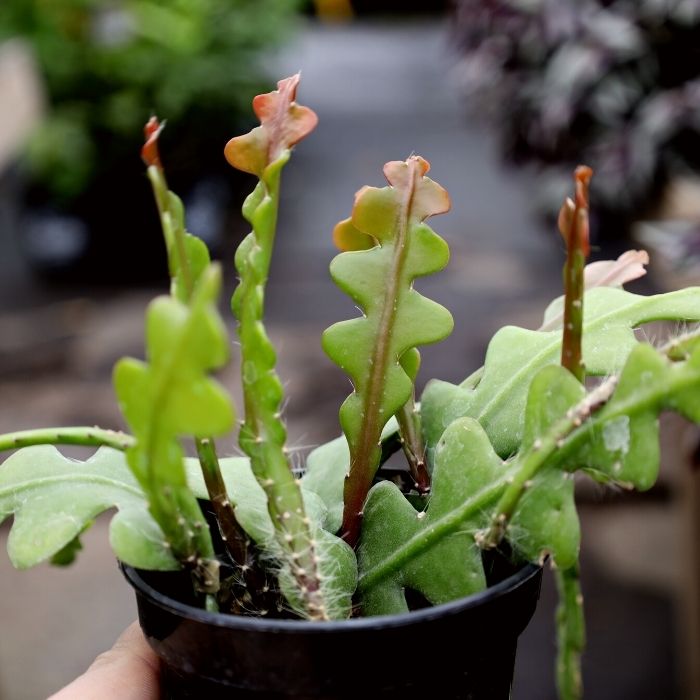 zigzag succulent Fishbone Cactus Plant