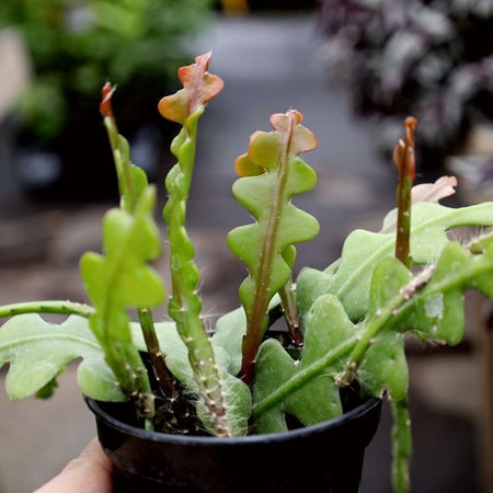 fish bone succulent Fishbone Cactus Plant