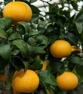 Rio Red Grapefruit Tree