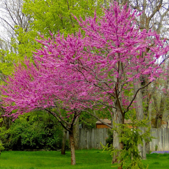 two rising sun redbud trees with deep pink blooms in a vibrant evergreen landscape early spring