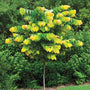 Rising Sun Redbud Tree with densely covered heart-shaped yellow-green  foliage