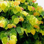 Closeup Rising Sun Redbud Tree with densely covered heart-shaped  yellow-green foliage