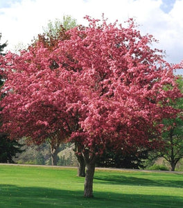 Robinson Crabapple Tree