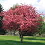 Robinson Crabapple Flowering in spring