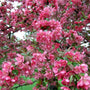 Robinson Crabapple produces Deep Pink flowers