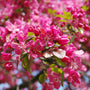 close up of pink blooms on robinson crabapple tree