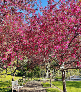 Robinson Crabapple Tree