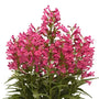 Penstemon barbatus ‘Balrocinki’ with deep pink bell-shaped flowers and green foliage