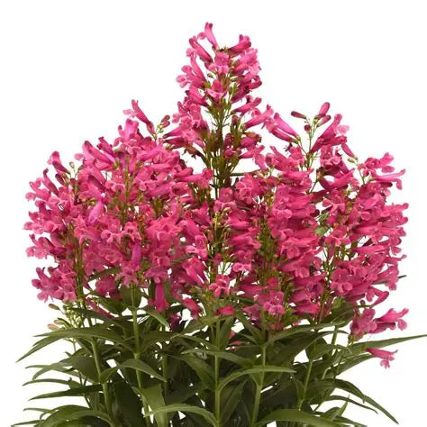 Penstemon barbatus ‘Balrocinki’ with deep pink bell-shaped flowers and green foliage