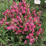 Rock Candy® Pink Improved Penstemon blooming with compact pink flower spikes in full sun